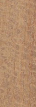 INDIAN LACEWOOD